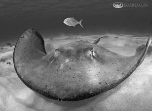 Shadow hunting over a Southern Stingray by Glenn Ostle 